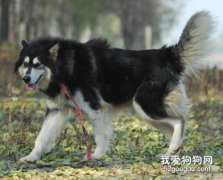狗狗脊柱塌陷的原因和癥狀以及預防方法