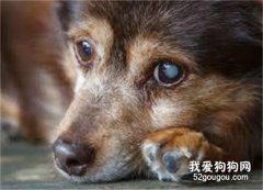 狗狗白內障的原因癥狀和治療
