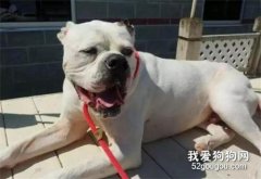 為什么這只狗狗被關收容所后，引起了三千多人的關注？