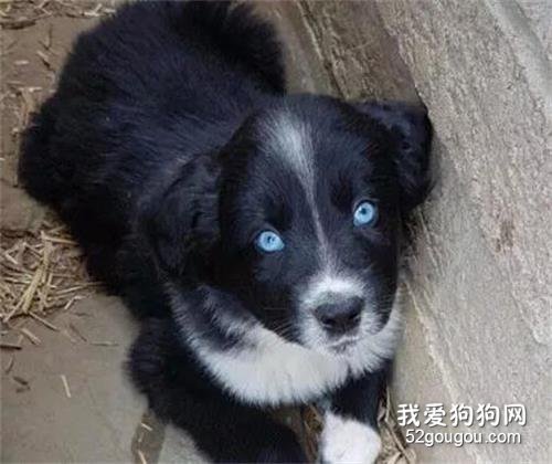 哈士奇意外懷孕，沒想到卻生了個煤炭，主人懵逼了！