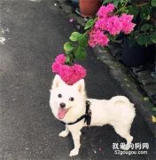 因為一句約定，狗狗三度病危都強撐過來，連醫生也驚嘆奇跡！