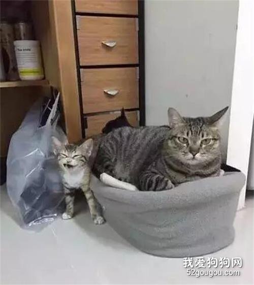 主人給小貓買了個新窩，結果被家里的兩只大貓強占...