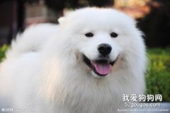 狗狗鼻子褪色怎么辦?
