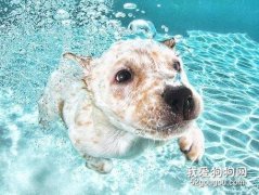 怎么训练狗游泳 教会狗狗游泳的小技巧
