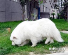 狗狗懷孕后的喂養 這些事項你知道嗎