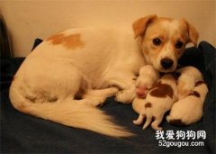 狗狗的產后護理注意事項
