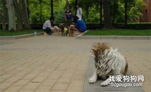 流浪狗看見寵物狗會在想什么呢？說來心酸……