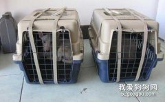 狗托運需要什么手續？