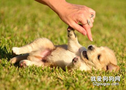  讓狗狗快樂的14件事