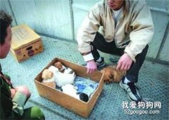 星期狗有什么特征 星期狗還能救活嗎？
