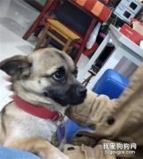 主人一年沒回家，以為狗狗已經忘了他，結果卻是....