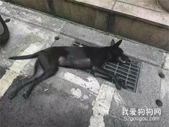 狗子中暑倒在路邊，路人的舉動瞬間暖化了我....
