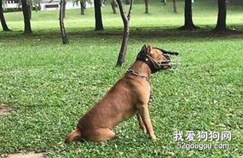 主人帶狗一進公園，結果人全部跑光，只留下它在原地傻笑，好心疼！
