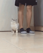 主人走一步，短腿貓咪跟一步，真是萌壞了...