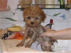 貴賓犬怎么洗澡 教你給狗狗洗澡