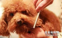 如何給狗修剪毛發 給狗修剪毛發的步驟是什么