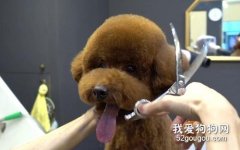 給泰迪剪毛的步驟是什么