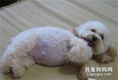 狗狗懷孕多久生 生產時我們該怎么做?