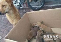 50元一只的小土狗，賣了幾天都沒人買，狗媽媽的眼神都要碎了！