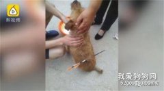 濟南一流浪狗被弩箭射穿后背,箭桿綁字條:擾民狗,死不足惜