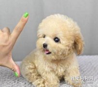成長過程中的小狗會遇到哪些問題