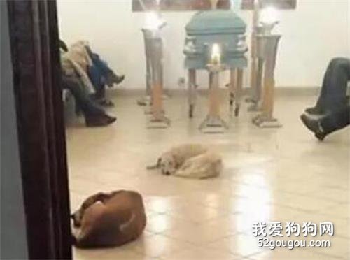 老人的葬禮，突然出現了許多的貓狗，原來...