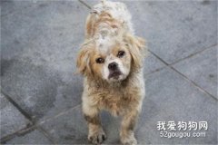 流浪狗帶回家要注意什么