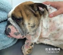 狗真菌性皮膚病癥狀 該如何治療
