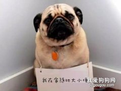 狗在家里隨地大小便怎么辦 該如何訓練