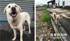 狗狗獨守廢棄工廠一個月，主人走了，卻惟獨留下它……