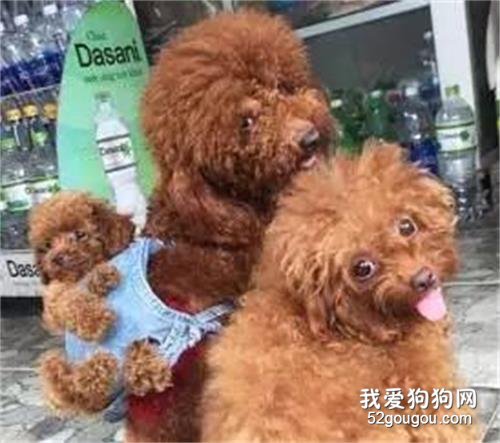 小哥為了帶泰迪一家三口出門玩，這腦洞可以的....