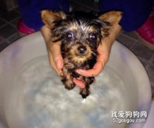 怎樣給約克夏洗澡?