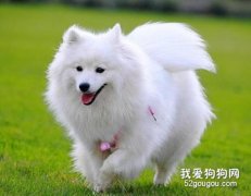 銀狐犬什么時候開始爆毛？