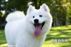 怎么判斷狗狗健康嗎?