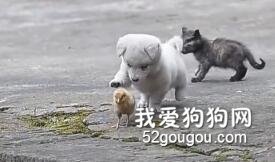 狗狗的幸福很簡單！看著看著就被治愈啦！