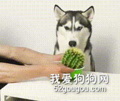 原來二哈一直以來是裝傻？