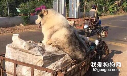 二哈隨主人一起撿破爛，看到它這身材后，網友心疼起了主人...