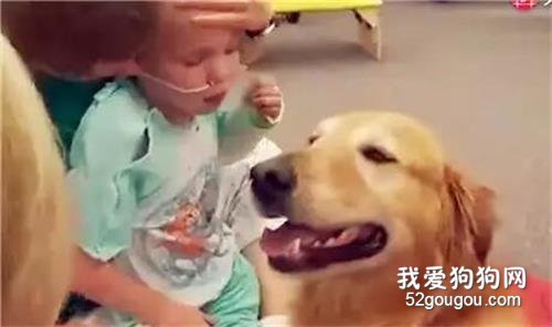 6歲男孩出車禍大腦受損，父母都絕望了，直到一只大金毛出現……