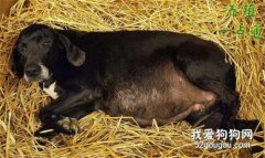 狗狗流產的癥狀和預防方法