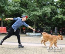 怎么糾正狗狗爆沖 避免狗狗傷人