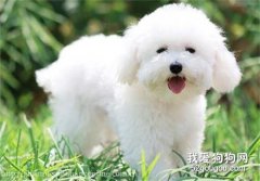 狗狗驅蟲的誤區有哪些?