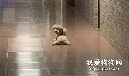 走廊里看到這一幕，還以為誰的玩偶掉了，直到它抬頭...