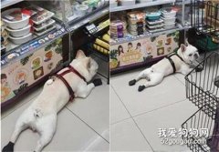 這狗為得到漂亮姐姐的撫摸，竟每天跑超市好幾次