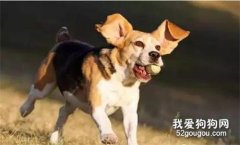 怎么訓練狗不追人 別等狗狗闖禍才知道