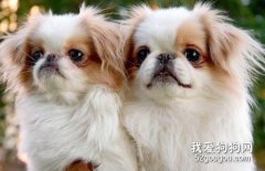 狗狗趾間炎是什么引起的?