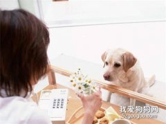 狗最脆弱的部位 這四個部位不要隨便打
