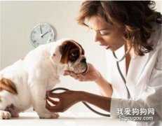 狗狗疼痛的表現 你真的重視自己的狗狗嗎