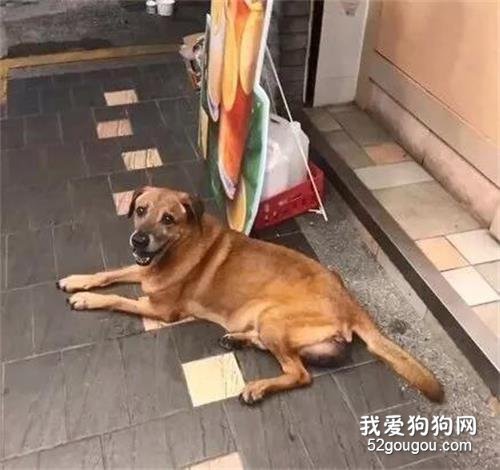 13歲的老狗被丟在路邊，發現自己棄養后，瞬間淚崩了...