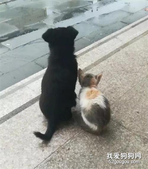 校園犬和校園貓在一起后，網友們集體變成了檸檬精！