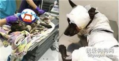 狗狗遇害后，四家醫院都建議將其安樂死，但最終它…